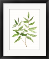 Leafy Stem 3 Framed Print