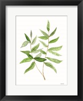Leafy Stem 3 Fine Art Print