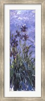 Irises Fine Art Print