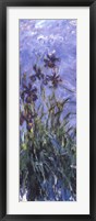 Irises Framed Print