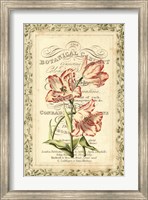 Botanic Cabinet Fine Art Print