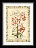Botanic Cabinet Fine Art Print