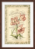 Botanic Cabinet Fine Art Print