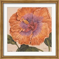 Island Hibiscus II Fine Art Print