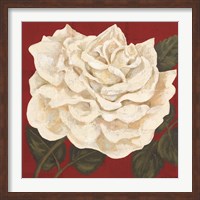 Rosa Blanca Grande I Fine Art Print