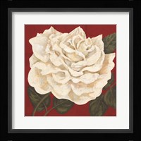 Rosa Blanca Grande I Fine Art Print