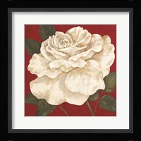 Rosa Blanca Grande II Fine Art Print
