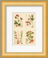 Miniature Botanicals II Fine Art Print