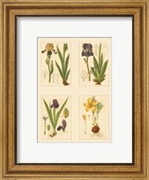 Miniature Botanicals III Fine Art Print