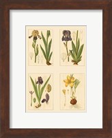 Miniature Botanicals III Fine Art Print