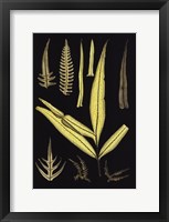 Ferns on Black I Fine Art Print