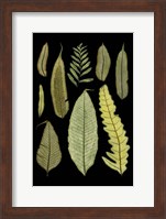 Ferns on Black II Fine Art Print