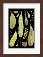 Ferns on Black III Fine Art Print