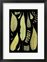 Ferns on Black III Fine Art Print