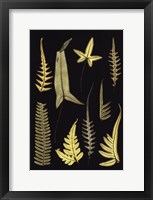 Ferns on Black IV Fine Art Print