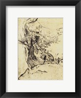Sepia Tree Study Fine Art Print