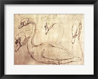 Sepia Swan Study Fine Art Print