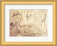 Sepia Swan Study Fine Art Print