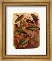 Tropical Birds IV Fine Art Print