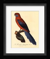 Parrot, PL 78 Framed Print