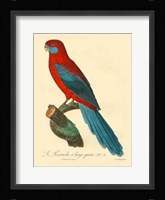 Parrot, PL 78 Fine Art Print