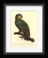Parrot, PL 110 Framed Print