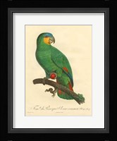 Parrot, PL 110 Fine Art Print