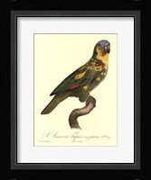 Parrot, PL 89 Framed Print