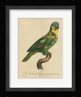 Parrot, PL 89 Fine Art Print