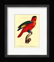 Parrot, PL 95 Framed Print