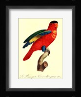 Parrot, PL 95 Fine Art Print