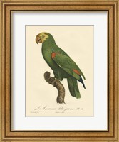 Parrot, PL 86 Fine Art Print