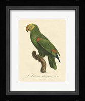 Parrot, PL 86 Framed Print