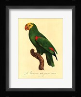 Parrot, PL 86 Fine Art Print