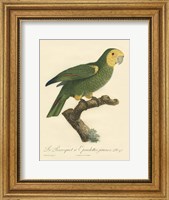 Parrot, PL 98 Fine Art Print