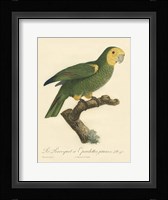 Parrot, PL 98 Fine Art Print