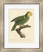 Parrot, PL 98 Fine Art Print