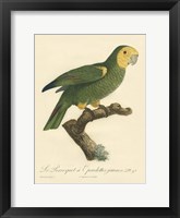 Parrot, PL 98 Fine Art Print