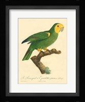 Parrot, PL 98 Fine Art Print