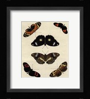Butterfly Melage I Framed Print