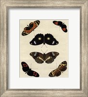 Butterfly Melage I Fine Art Print