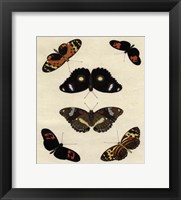 Butterfly Melage I Fine Art Print