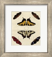 Butterfly Melage II Fine Art Print