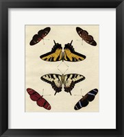 Butterfly Melage II Fine Art Print