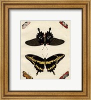 Butterfly Melage III Fine Art Print