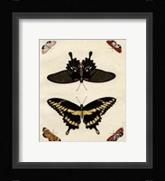 Butterfly Melage III Framed Print