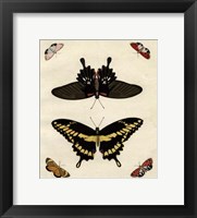 Butterfly Melage III Fine Art Print