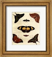 Butterfly Melage IV Fine Art Print