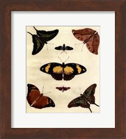 Butterfly Melage IV Fine Art Print