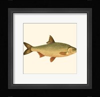 Small Antique Fish VI Fine Art Print